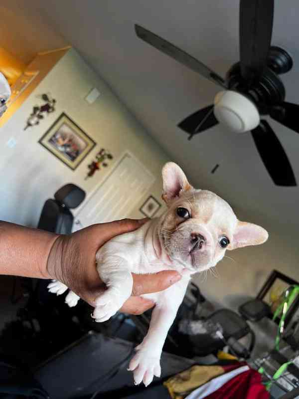 Francouzský buldoček připraven na svůj trvalý domov - foto 2