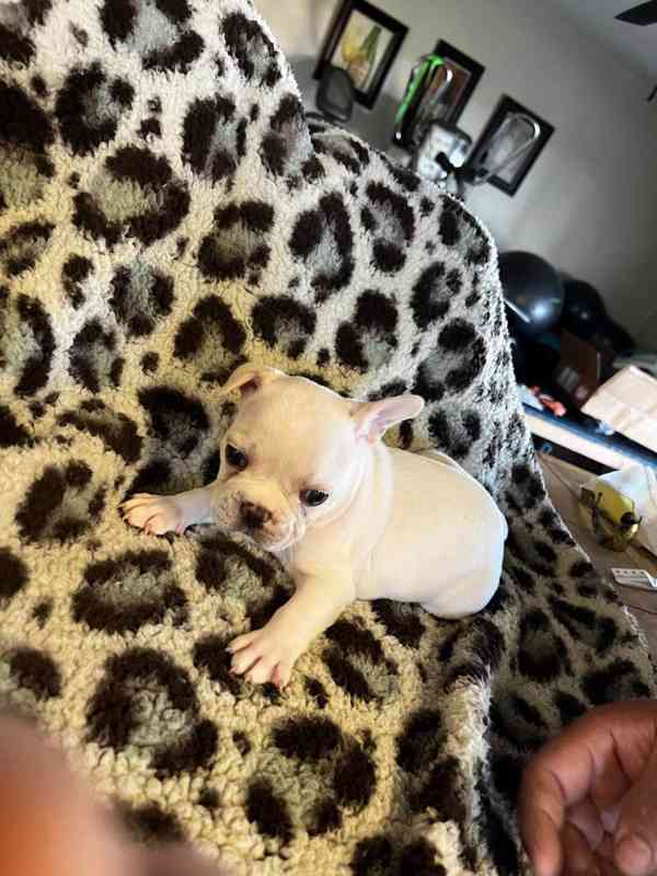 Francouzský buldoček připraven na svůj trvalý domov - foto 5