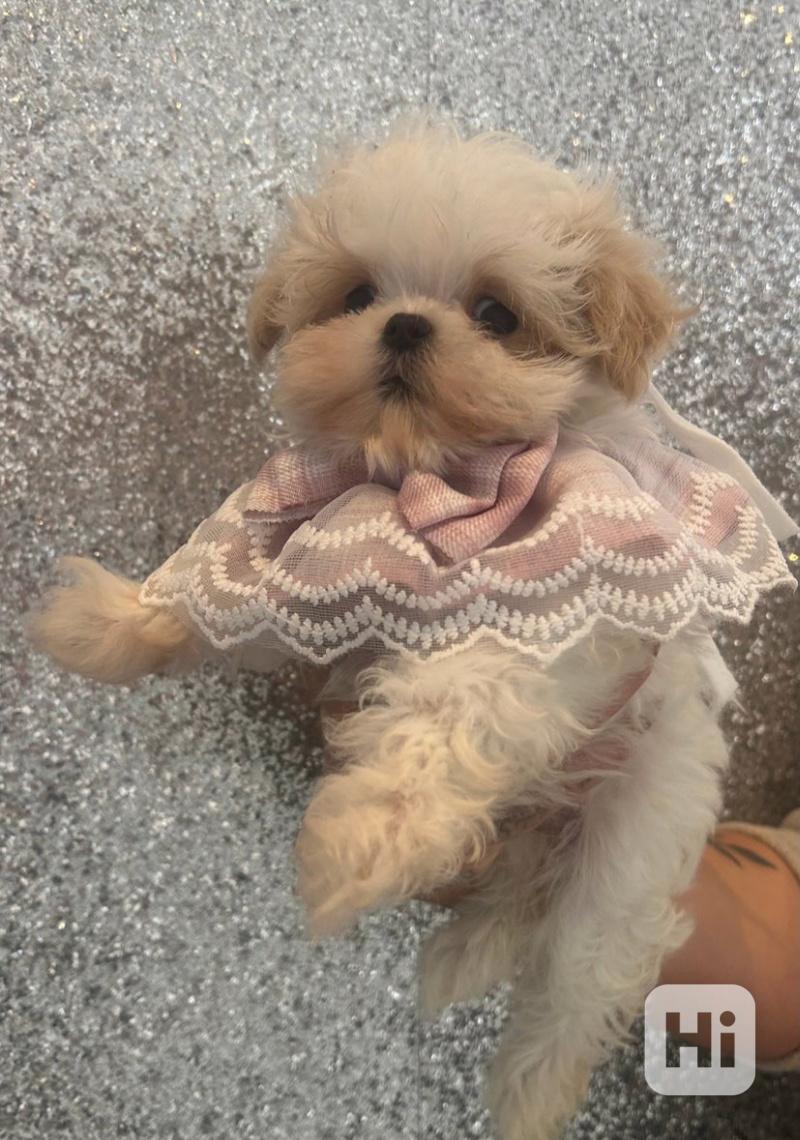 Luxusní korejští maltipooové F1b 😍🐶🐾 připraveni - foto 1