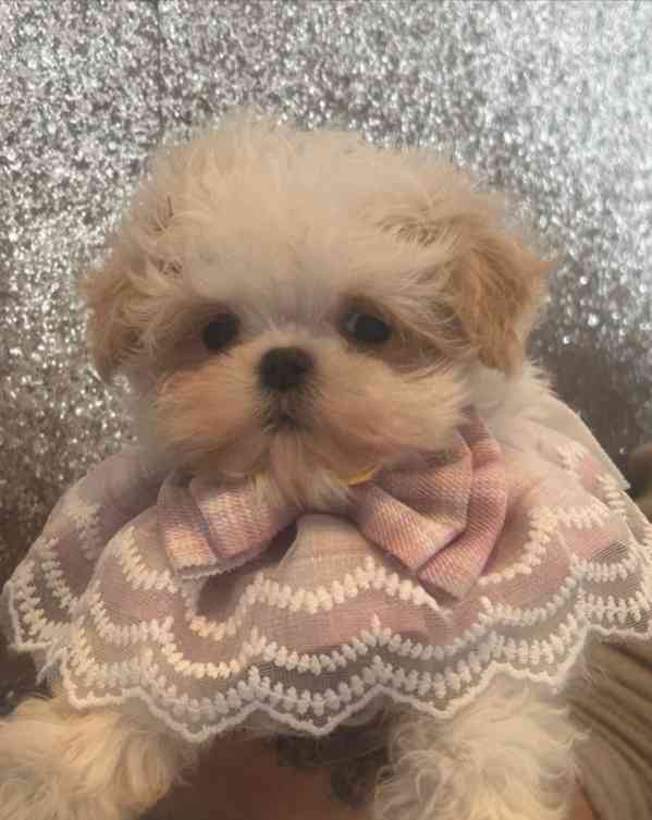 Luxusní korejští maltipooové F1b 😍🐶🐾 připraveni - foto 2