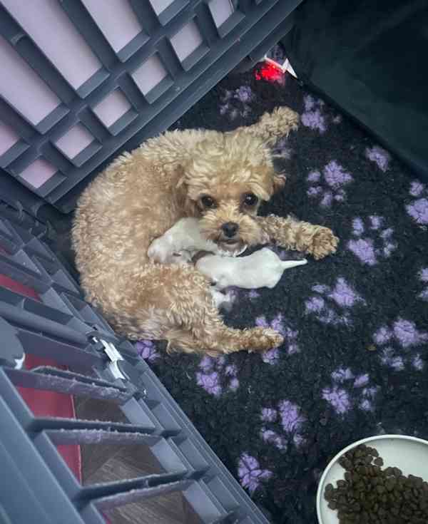 Luxusní korejští maltipooové F1b 😍🐶🐾 připraveni - foto 4