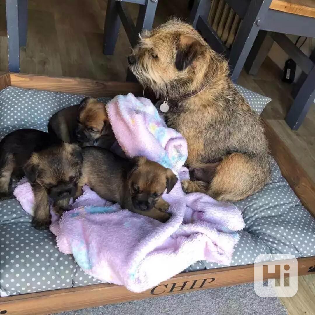 Prodám krásná štěňata border teriéra KC reg - foto 1