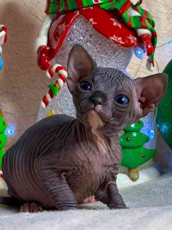 koťata Sphynx - foto 1