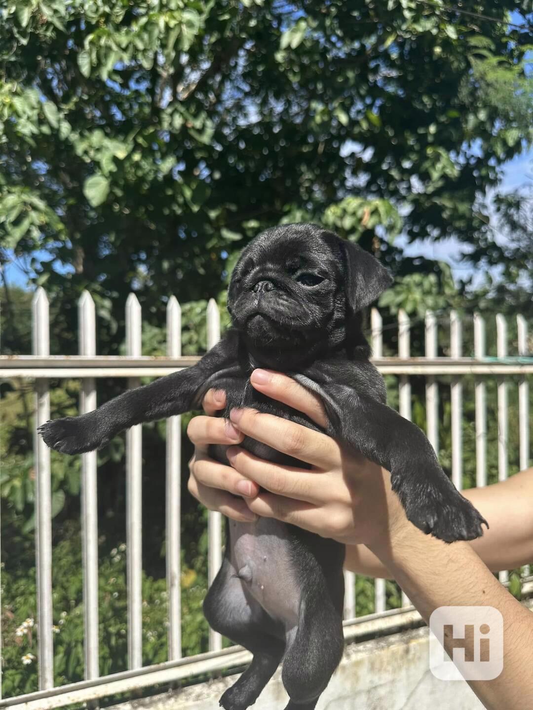 Mopsí štěňata jsou k dispozici k adopci, - foto 1