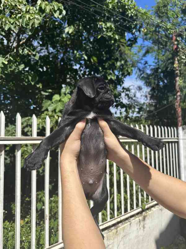 Mopsí štěňata jsou k dispozici k adopci, - foto 3