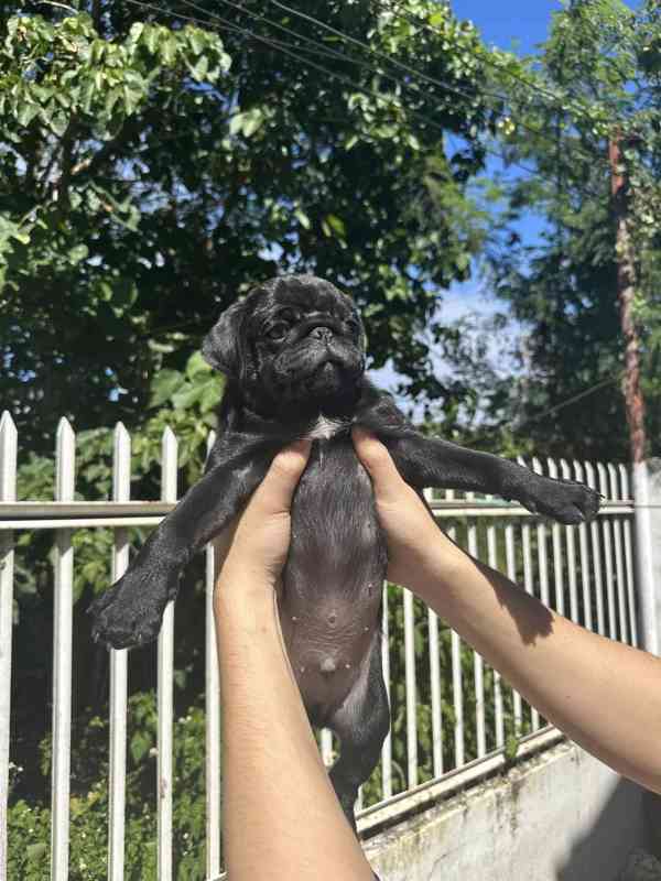 Mopsí štěňata jsou k dispozici k adopci, - foto 2