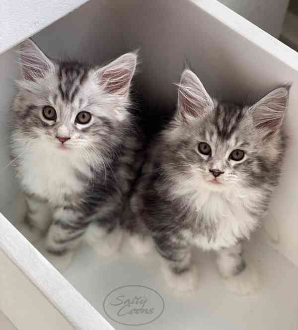 Roztomilé Mainská mývalí koťata na prodej - foto 1