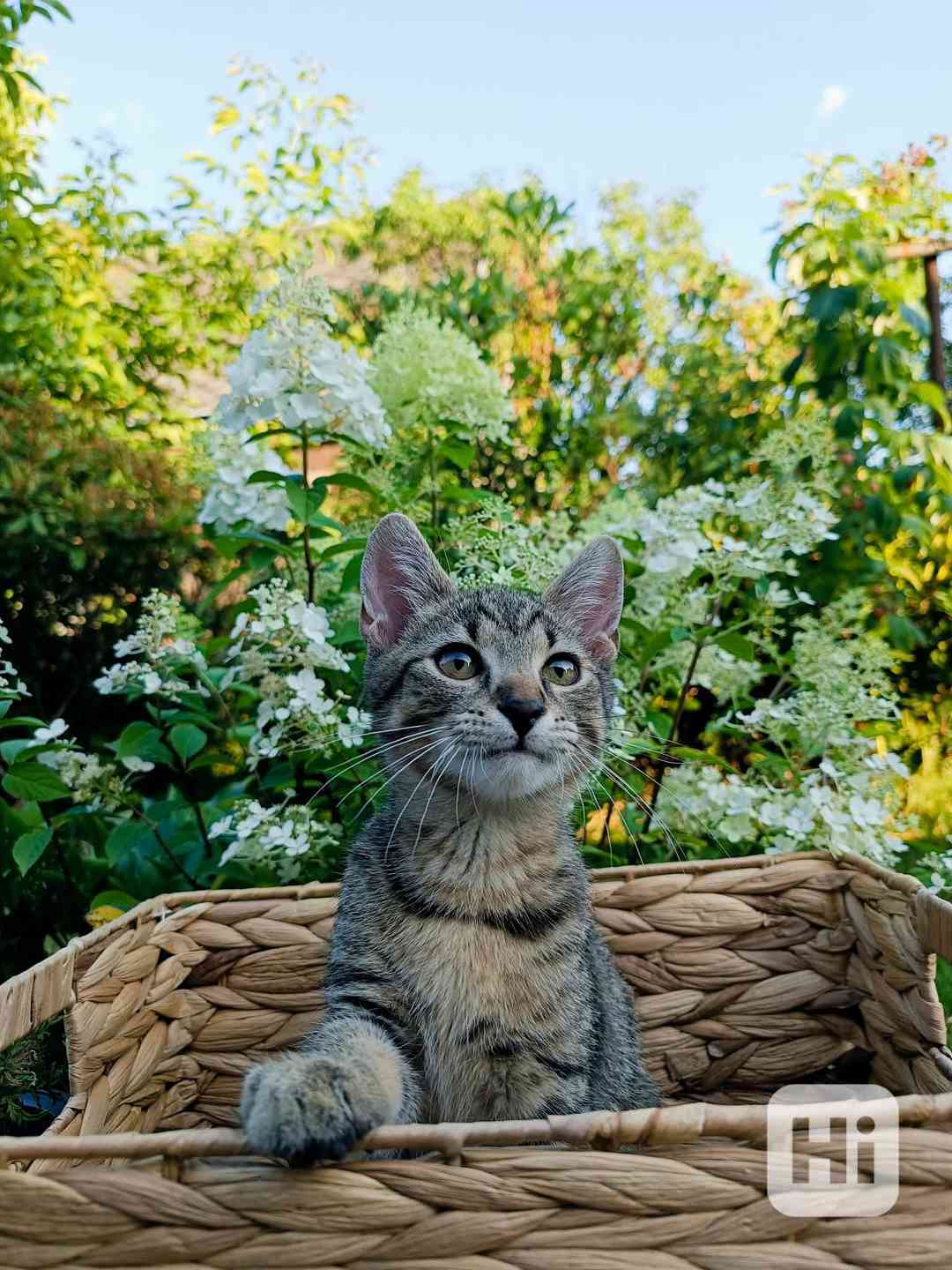 TABIFU a BORÍSEK - koťátka 4 měsíce  - foto 1