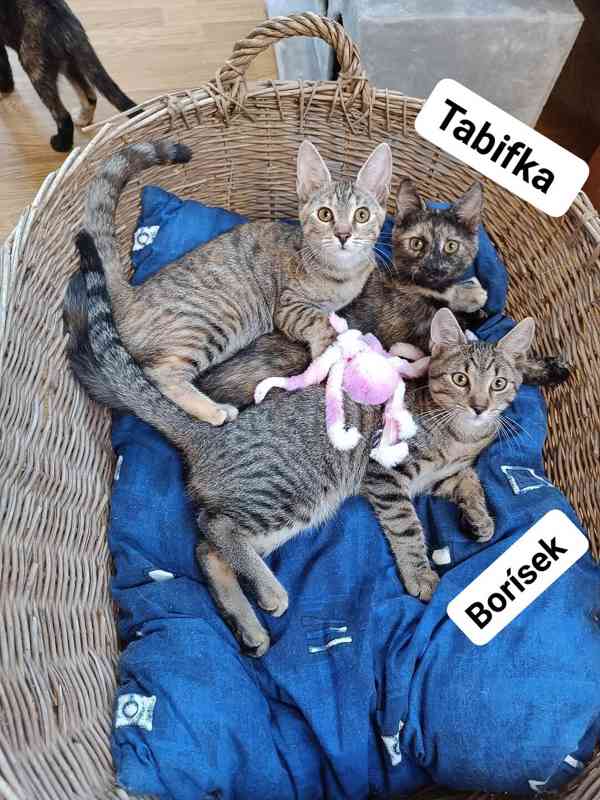 TABIFU a BORÍSEK - koťátka 4 měsíce  - foto 5