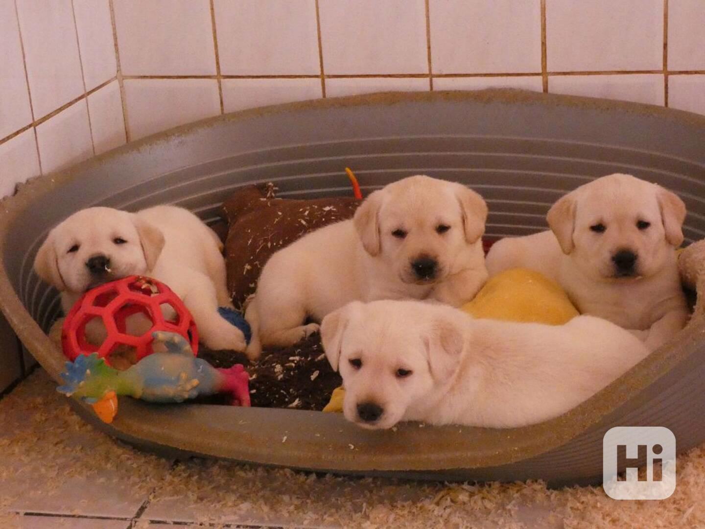Krásná štěňata labradora k adopci - foto 1