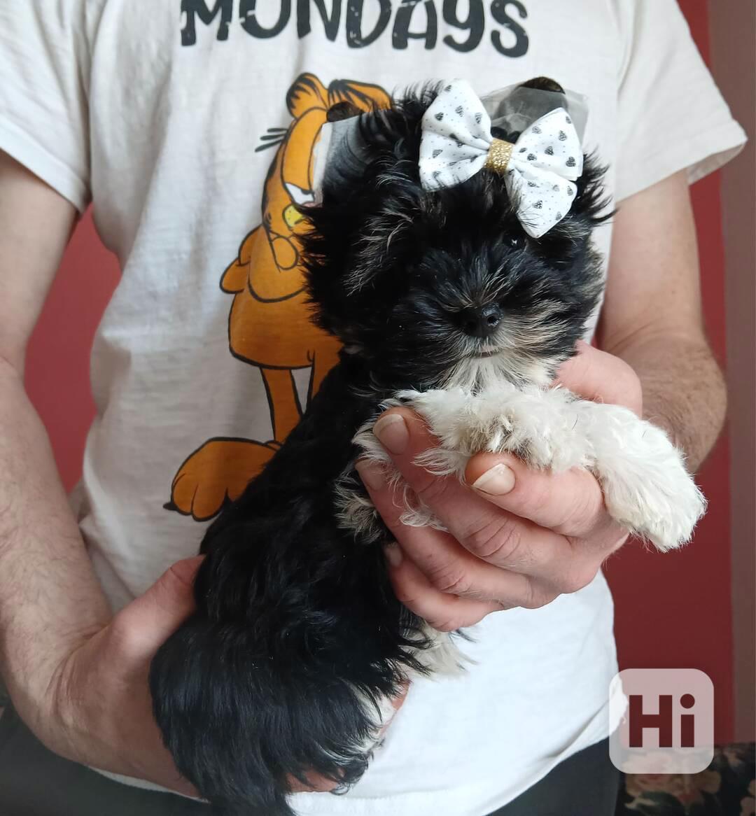 Jorkšírský terier  - foto 1