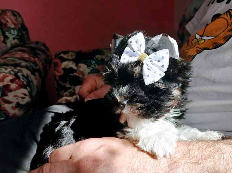 Jorkšírský terier  - foto 3