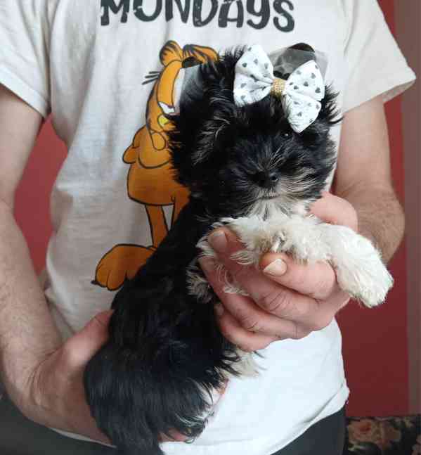 Jorkšírský terier  - foto 1