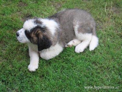 Štěňata Bernardýn - foto 1