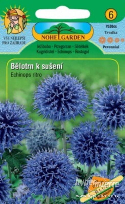 Bělotrn modrý (semena) www.rostliny-prozdravi.cz - foto 1