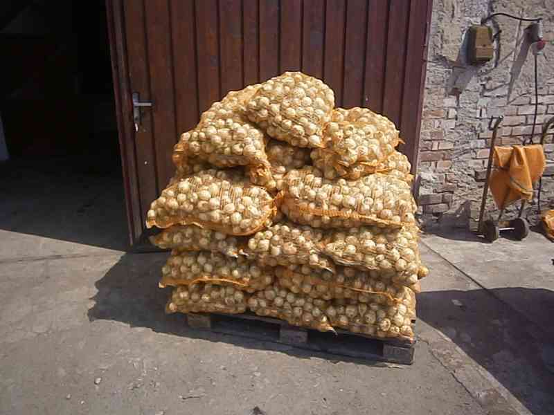 Cibule žlutá - foto 2
