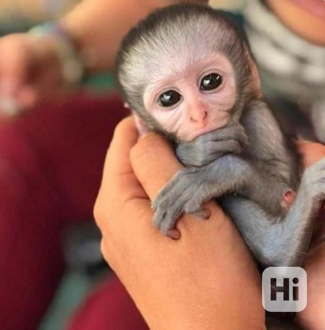 Máme k adopci vynikající kapucínskou opici - foto 1