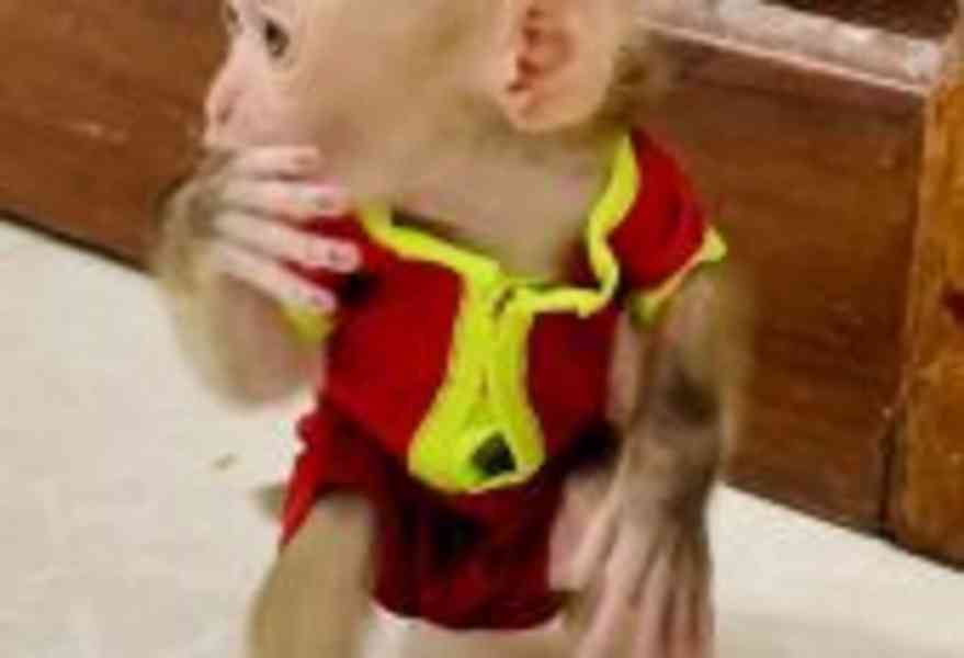 Máme k adopci vynikající kapucínskou opici - foto 3