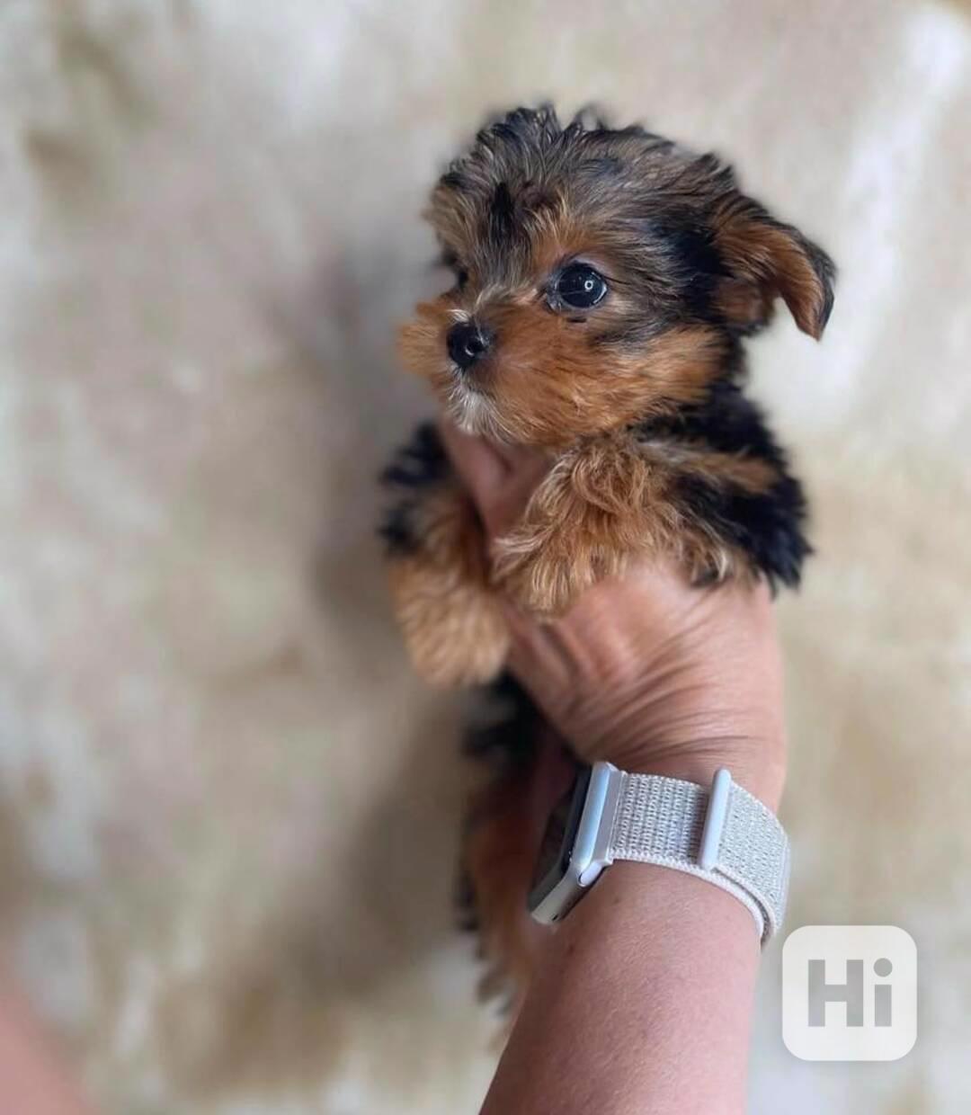 Yorkšírský teriér - foto 1