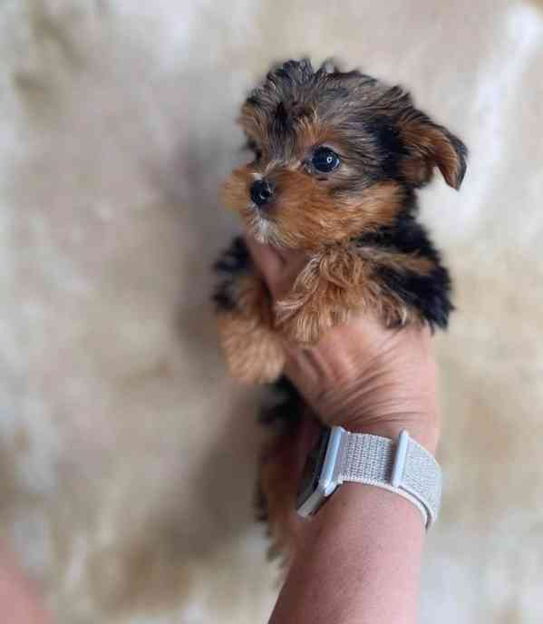 Yorkšírský teriér - foto 1