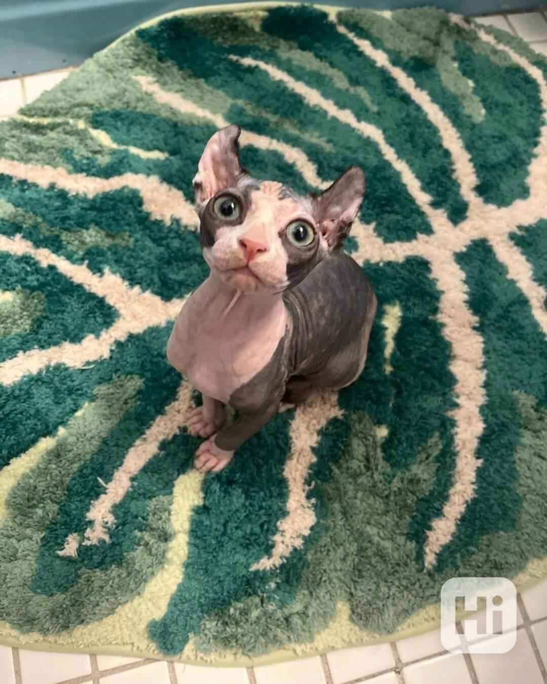 Sphynx Kitten - foto 1
