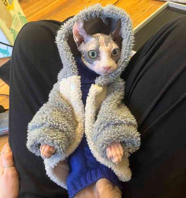 Sphynx Kitten - foto 3