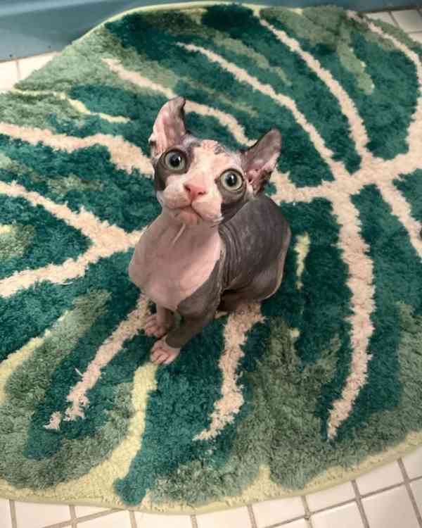 Sphynx Kitten - foto 1