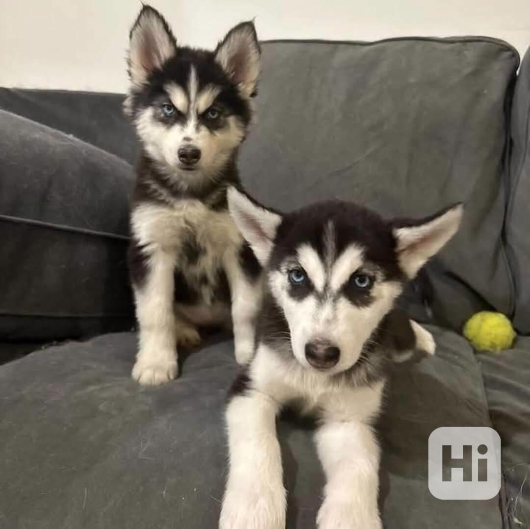 Nejzdravější štěňata sibiřského huskyho, připravená k adopci - foto 1