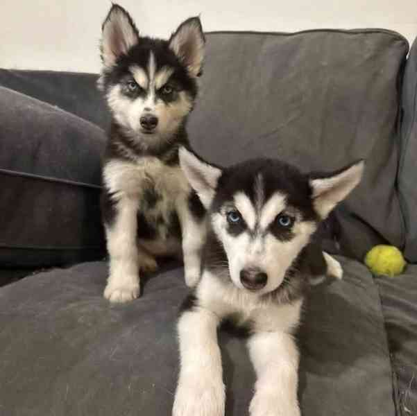 Nejzdravější štěňata sibiřského huskyho, připravená k adopci - foto 1
