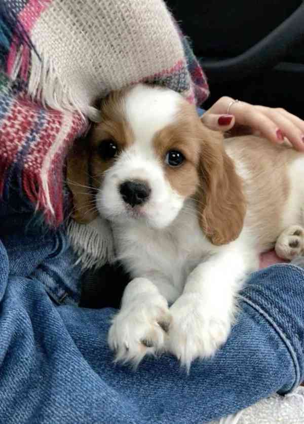 Volná štěňata kavalír King Charles španěl k adopci 