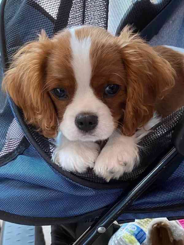Volná štěňata kavalír King Charles španěl k adopci  - foto 2