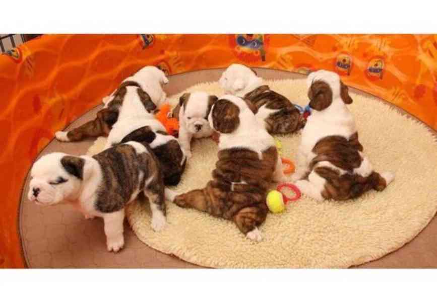 štěňata anglického buldoka k adopci