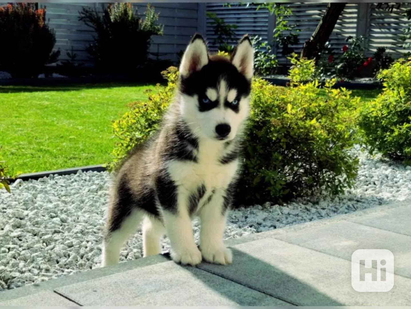Sibiřský husky - foto 1