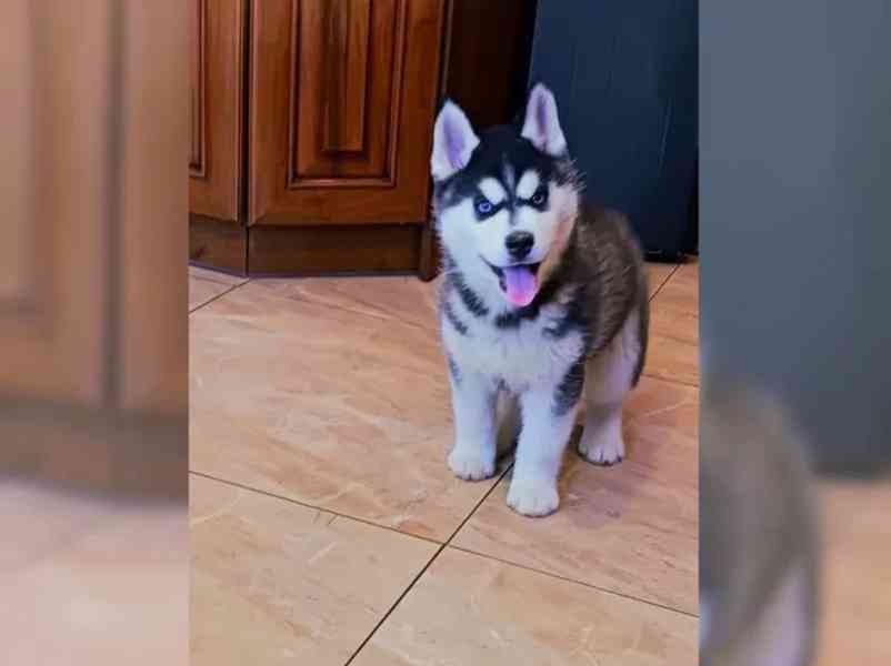 Sibiřský husky - foto 3