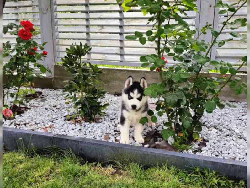 Sibiřský husky - foto 4