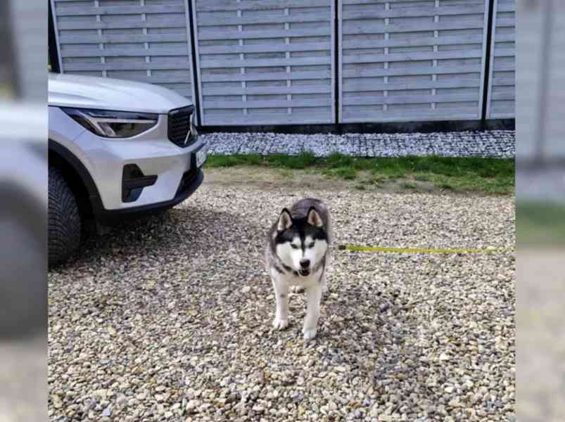 Sibiřský husky - foto 5