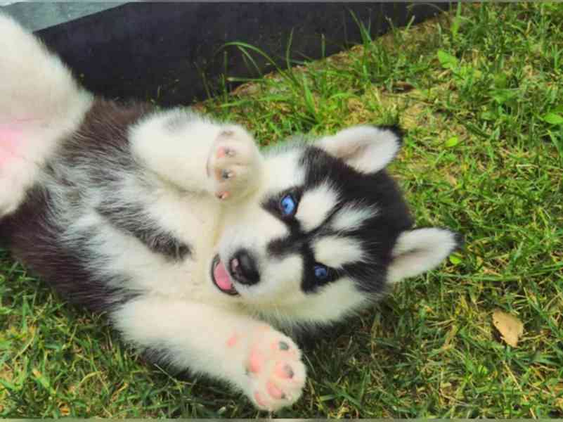 Sibiřský husky - foto 2