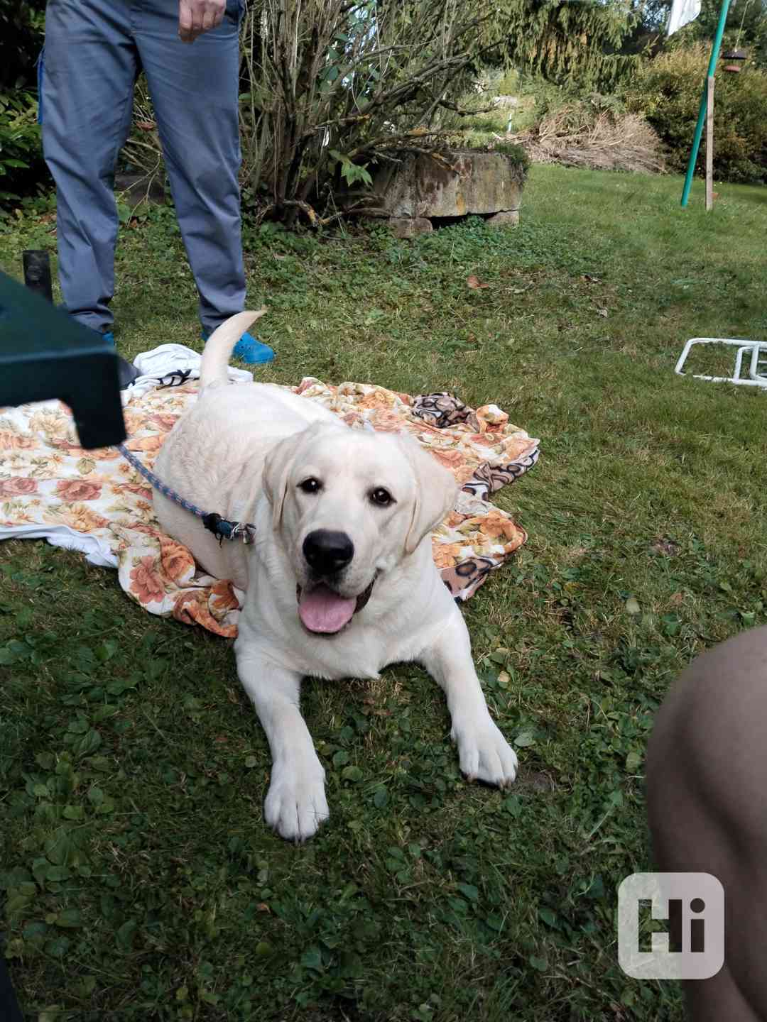 Labradorský retrívr  - foto 1
