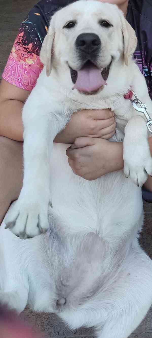 Labradorský retrívr  - foto 3