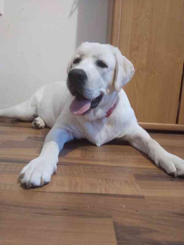 Labradorský retrívr  - foto 5
