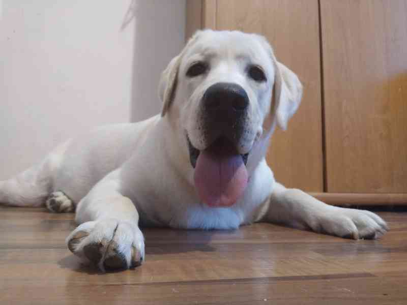 Labradorský retrívr  - foto 6