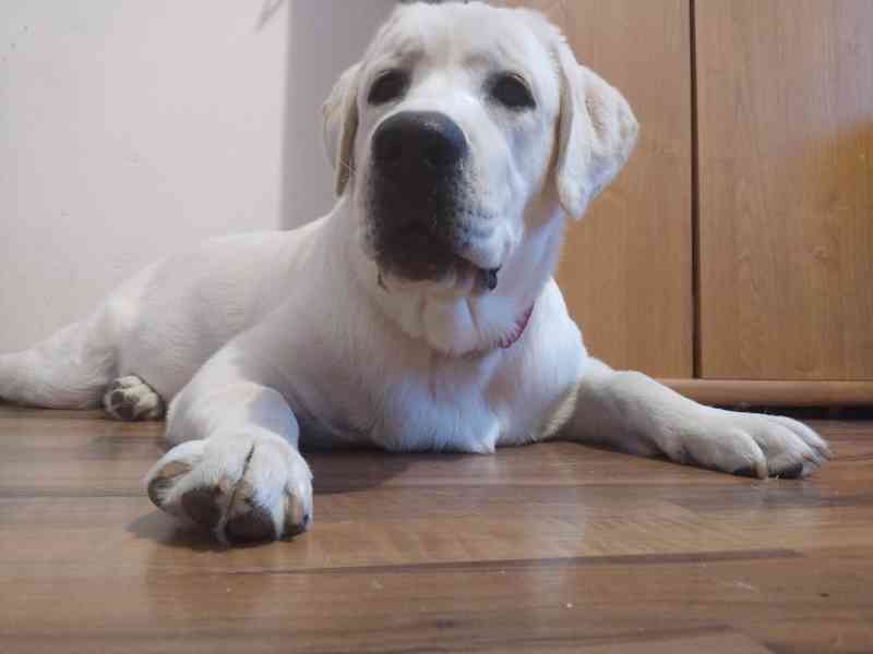 Labradorský retrívr  - foto 7