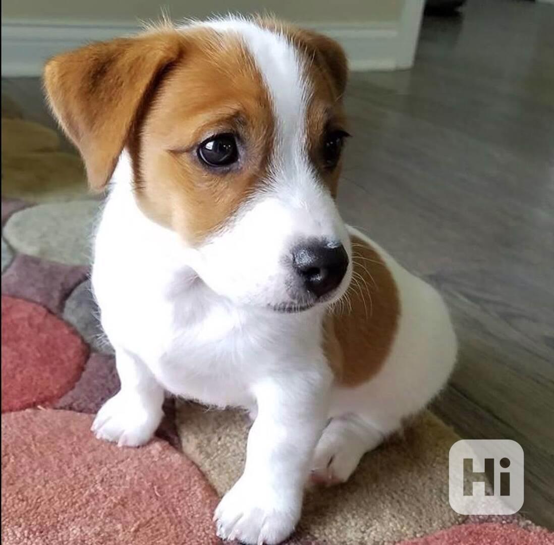 Štěňata JRT s PP - foto 1