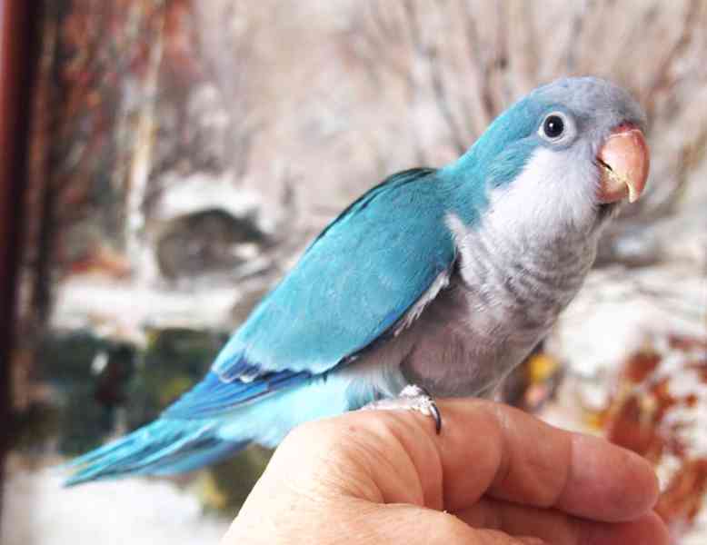 Ručně dokrmení mníšci - foto 2