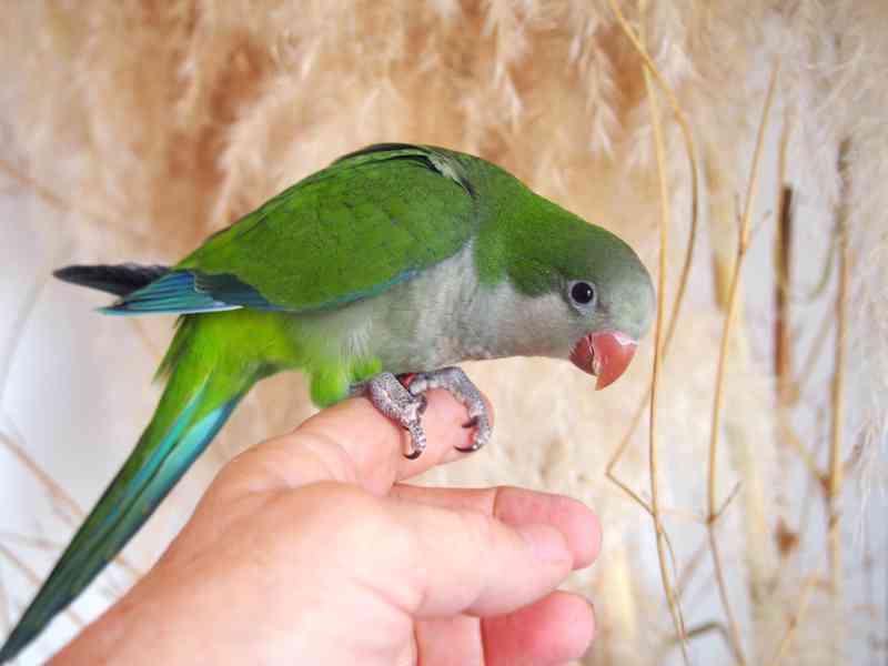 Ručně dokrmení mníšci - foto 5