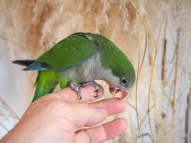 Ručně dokrmení mníšci - foto 4