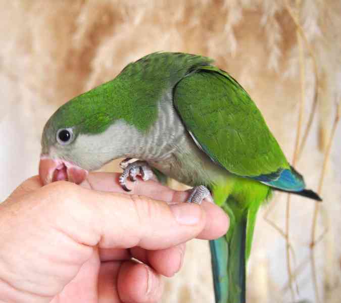 Ručně dokrmení mníšci - foto 6