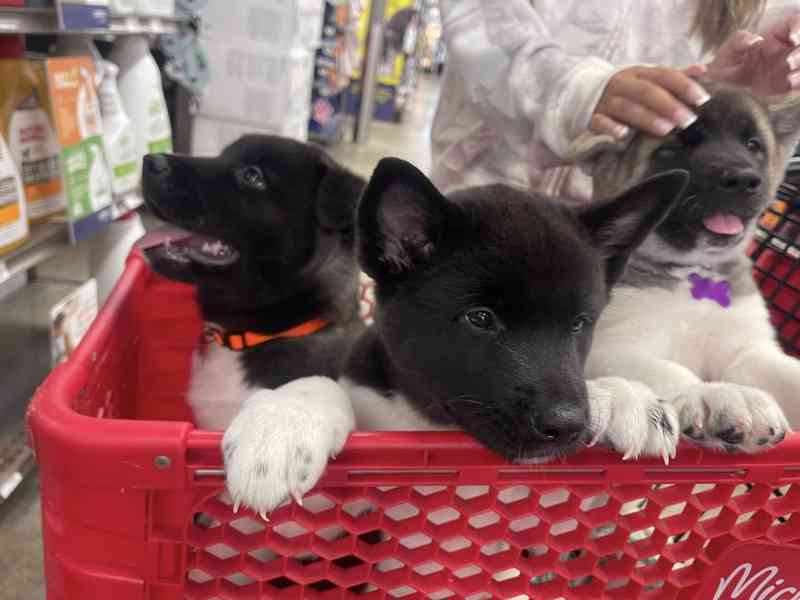 Aranyos és imádnivaló akita - foto 1