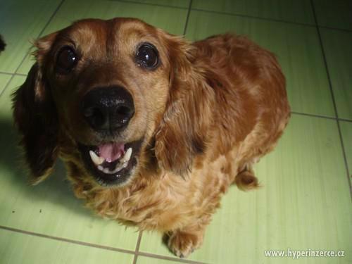 Daisy čeká právě na Vás - foto 1