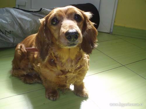 Daisy čeká právě na Vás - foto 2